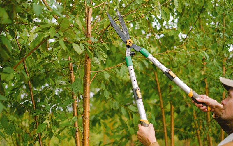 Tree trimming in Port Lions, AK
